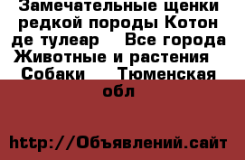 Замечательные щенки редкой породы Котон де тулеар  - Все города Животные и растения » Собаки   . Тюменская обл.